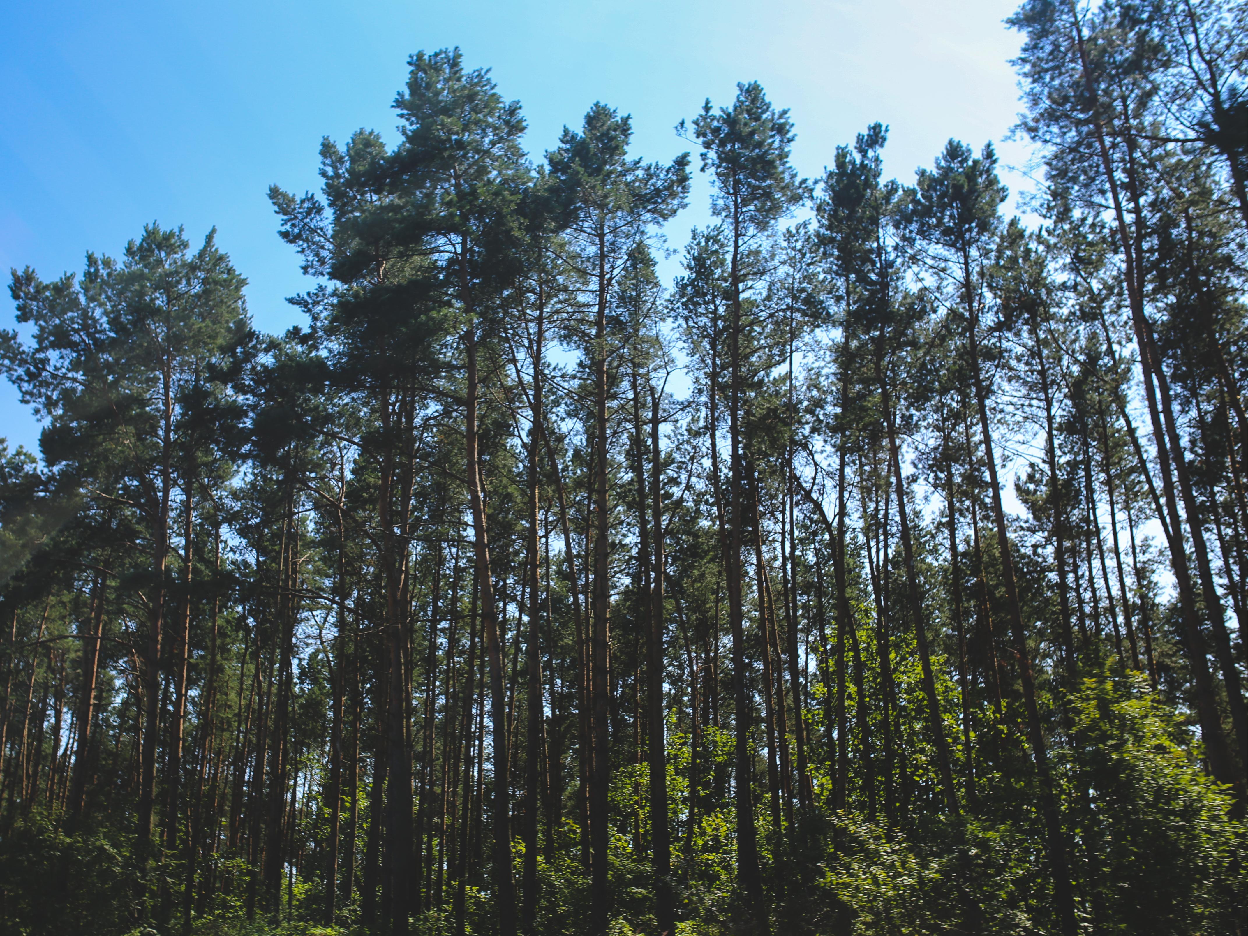 Trees - Urban Arboriculture Arborist Program