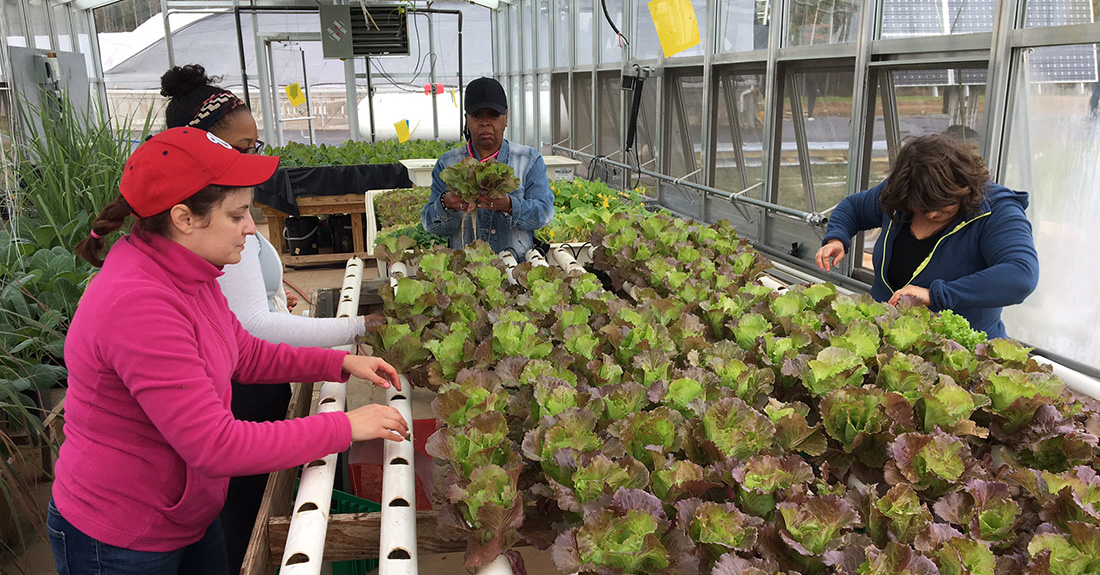 People working in a greenhouse