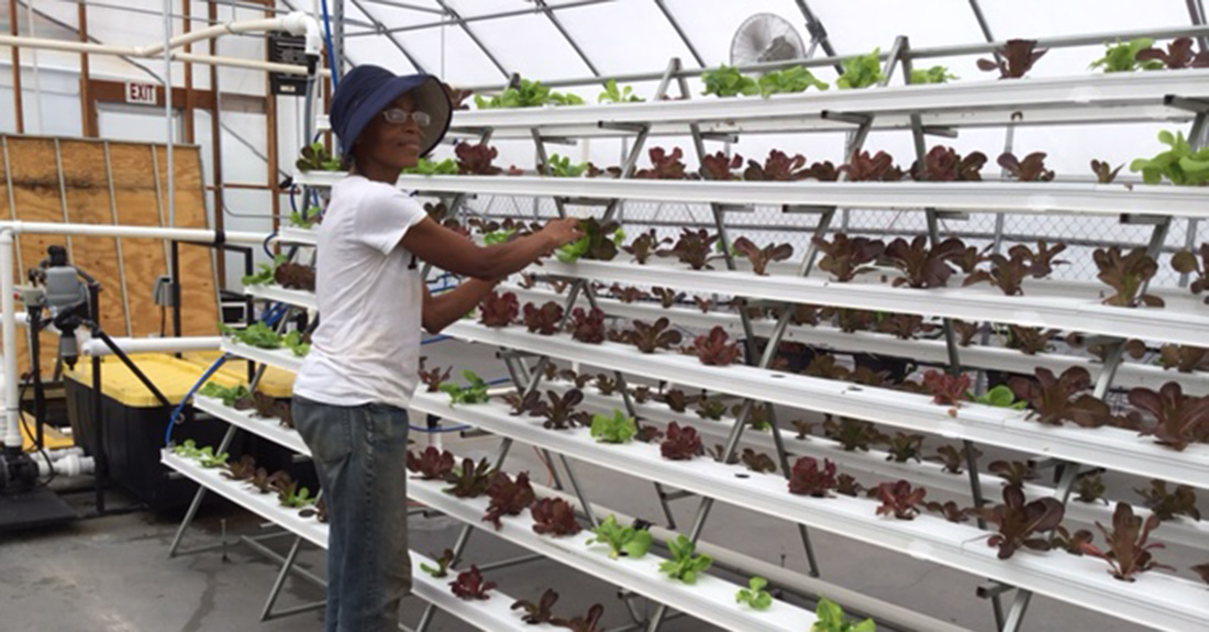 A man working in a greenhouse