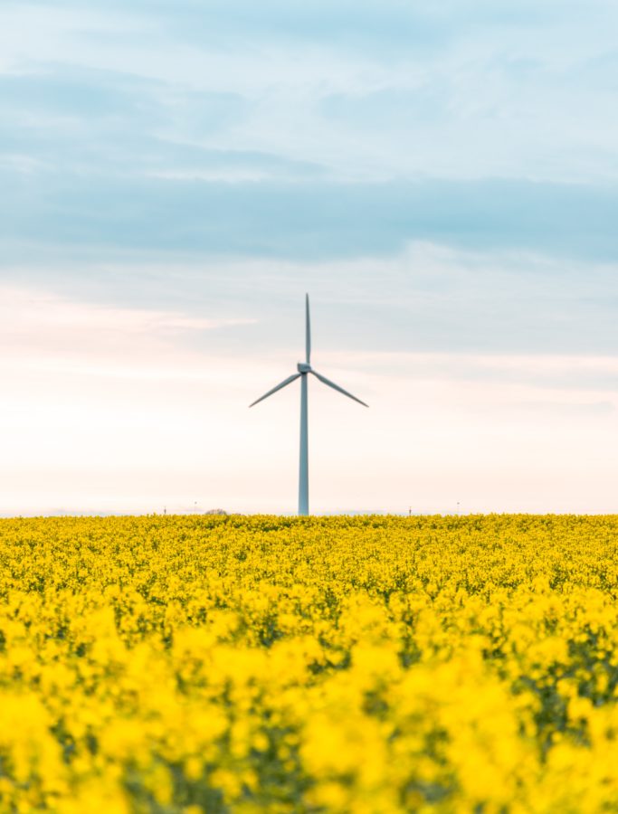 windmill on daisy field